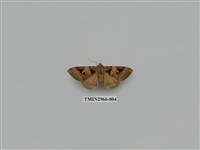 藏品(夜蛾338)的圖片